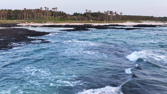 Tranquil beach with palm trees and waves