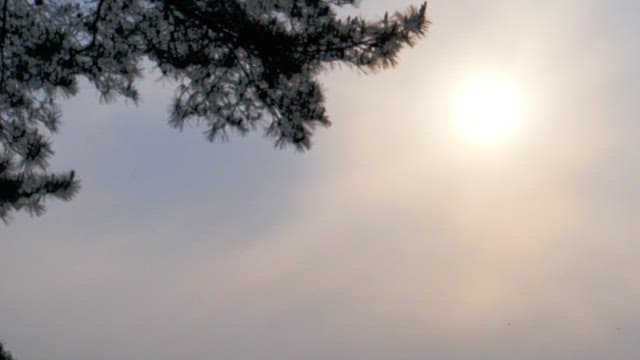 Sunset through foggy sky with tree branches