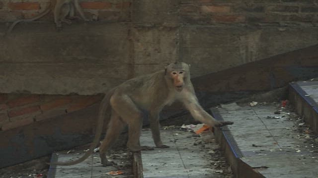 Monkeys Walking on Sunlit Stone Steps