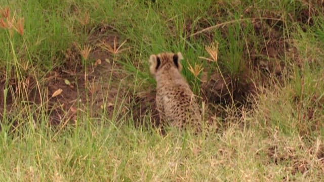 Cheetah Cub Exploring the Grassland