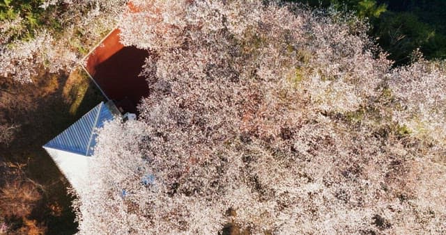 Clear day with cherry blossoms in full bloom