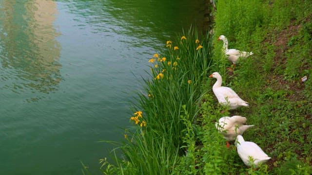 Ducks by the lake perched on green grass near yellow flowers