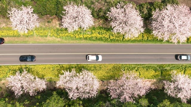 Cherry blossoms lining a road with cars