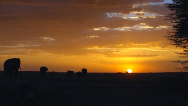 Elephants Walking at Sunset on the Savannah