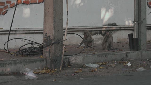Monkey Climbing up a Street Electric Pole