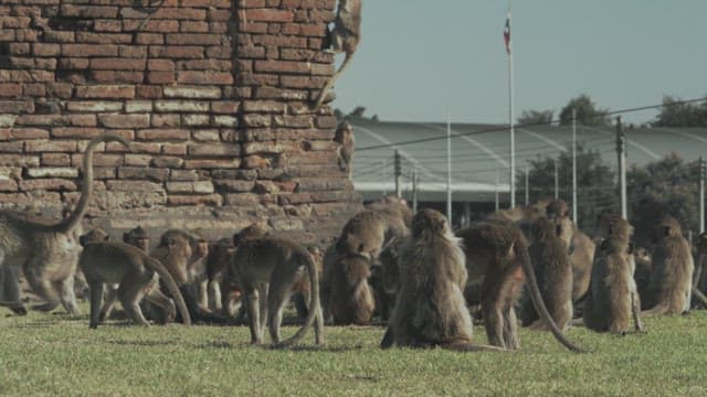 Monkeys Fighting Violently on the Grass