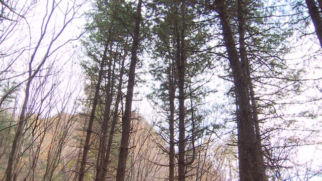 People camping in a forest clearing