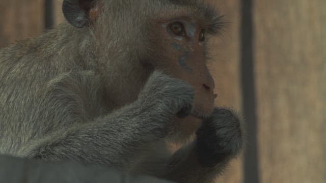 Monkey Eating Away Thin Thread