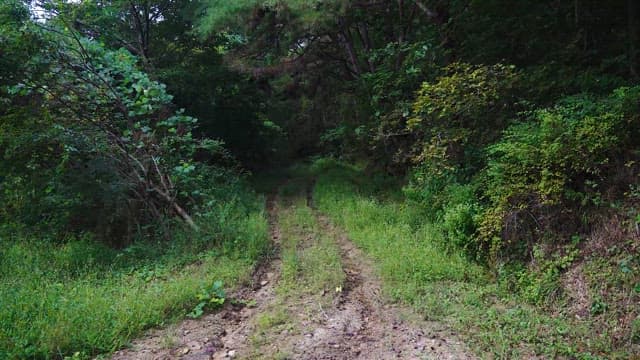 Dense Forest Pathway Surrounded by Trees