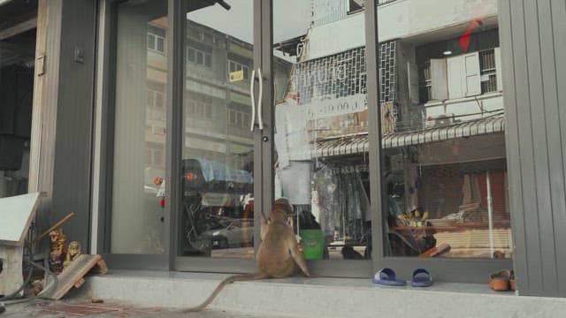 Monkeys Enter the Store and Come Out with Food