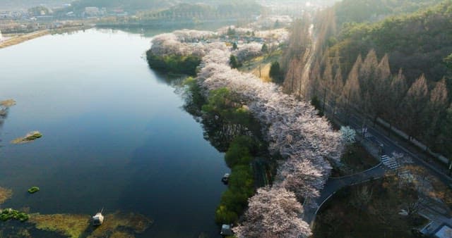 Cherry blossoms along the serene riverside path