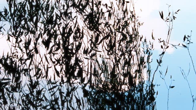 Silhouetted Twigs Against a Twilight Sky