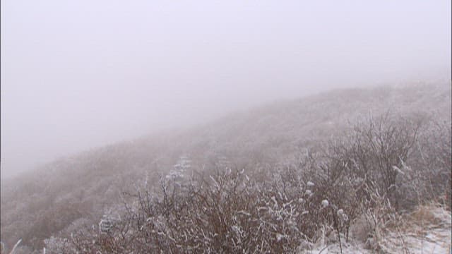 Snow-covered Trees in a Misty Landscape