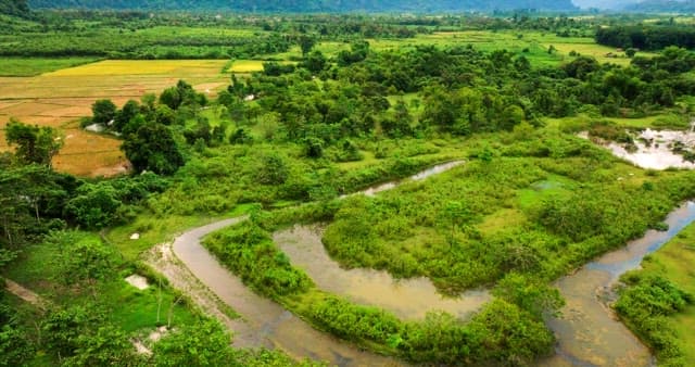 Aerial View of Green Swampland