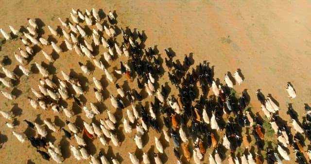 Herd of livestocks moving on a vast plain