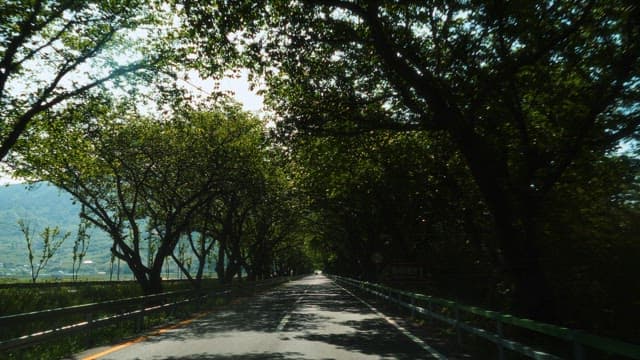 Road lined with trees on both sides