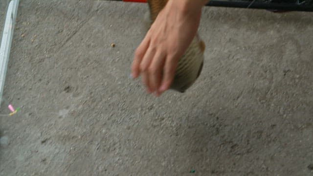 Person lifting a fish caught with a fishing rod