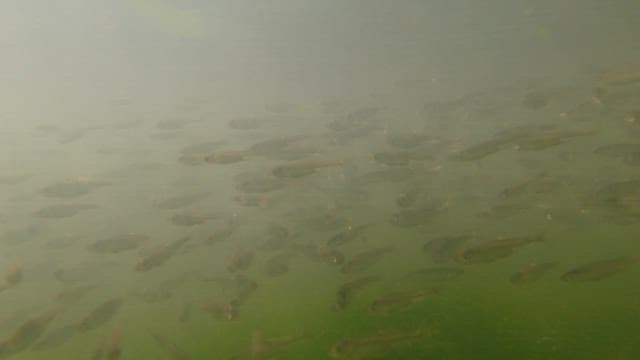 School of fish moving quickly in murky fresh water