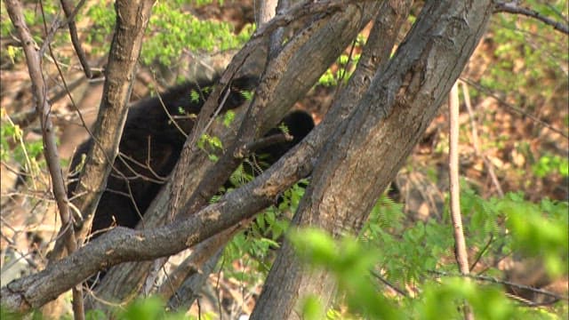 Bear climbing a tree in the forest
