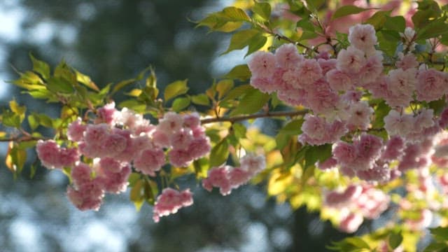 Pink Cherry Blossoms in Full Bloom on a Sunny Day