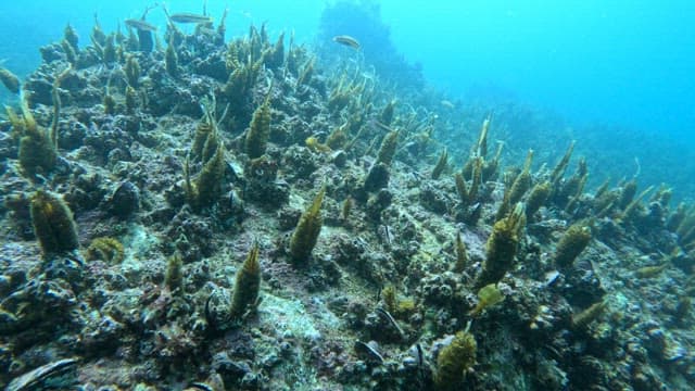 Underwater scene with fish and coral