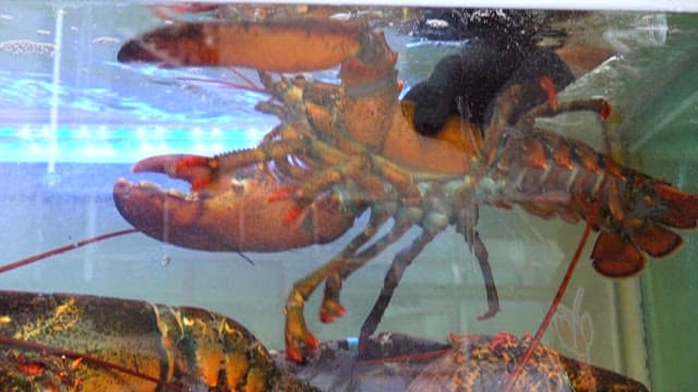 Lobster being lifted from a tank at a market