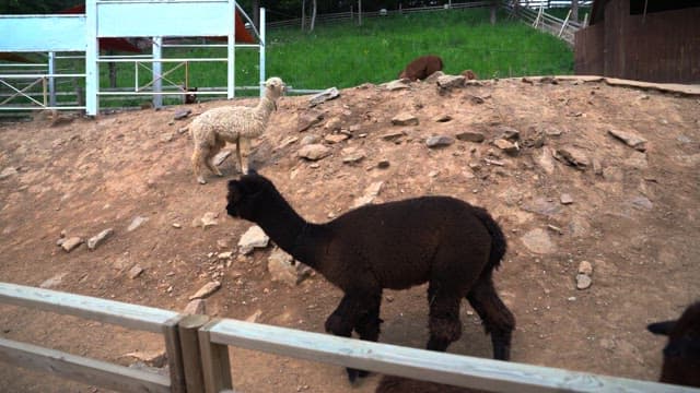 Alpacas grazing on a hilly farm with a wooden shed