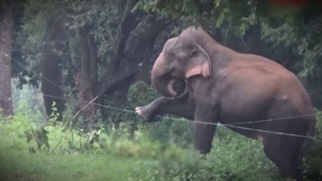 Elephant Moving Through Lush Forest