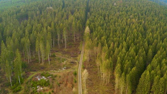 Forest trail in the densely wooded Harz National Park