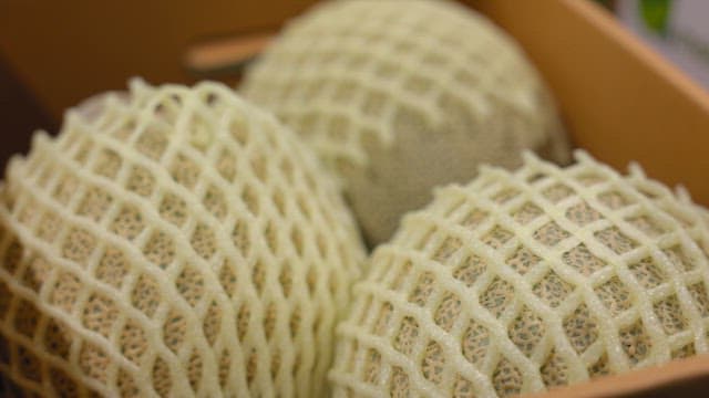 Melons in protective netting in a box