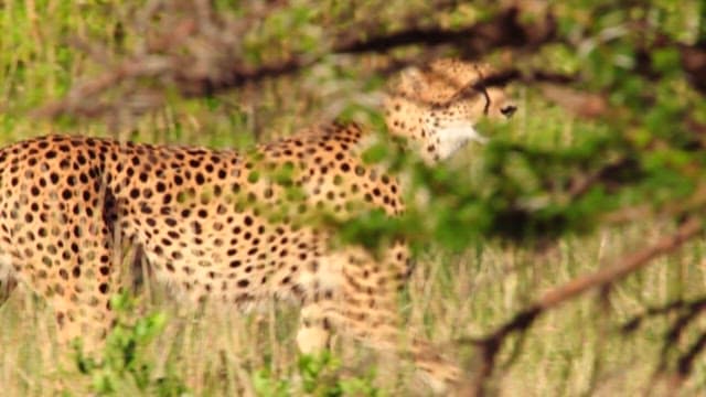Cheetah camouflaged in the green brush