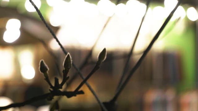 Flower buds sprouting from a magnolia tree against a backdrop of night lights