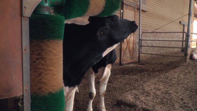Dairy cows enjoying a massage with a hair roller in the barn