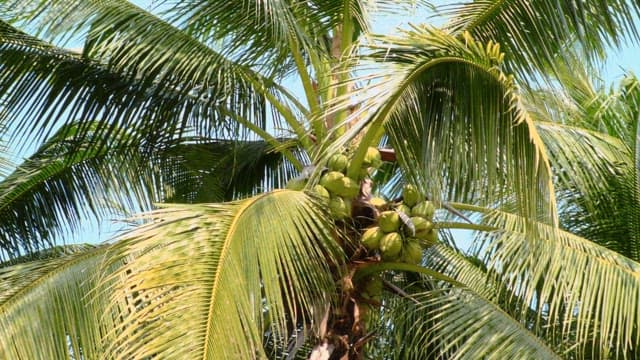 Coconut fruit among palm leaves swaying in the wind on a clear day