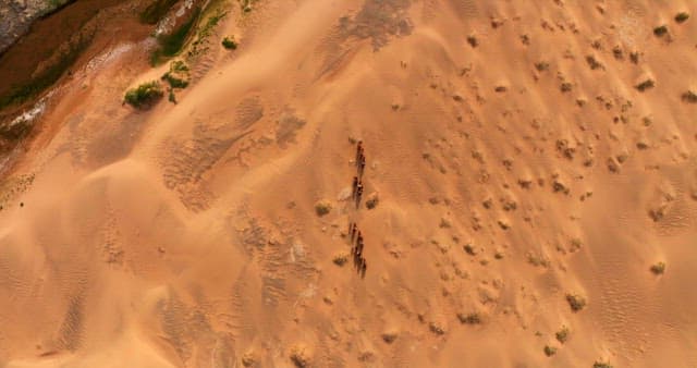 Caravan of camels crossing a vast desert