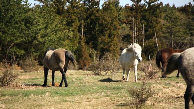 Ponies leisurely playing on a field with grass