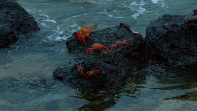 Crabs Navigating Rocky Coastal Terrain