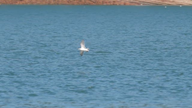 Seagull Flying Gracefully over Calm Sea Waters