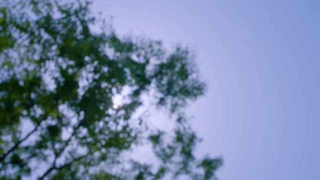 Sunlight Filtering Through Tranquil Treetops