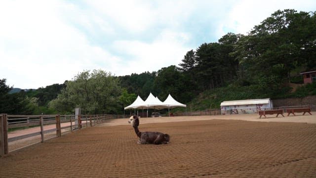 Peaceful Alpaca Resting in a Fenced Outdoor Area