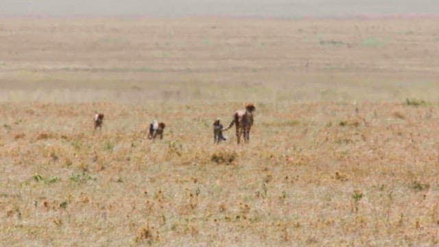 Cheetahs Surveying the Savanna
