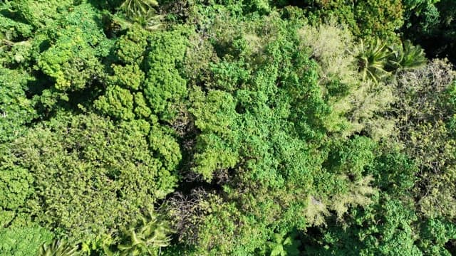 Dense forest along the coast with cabins