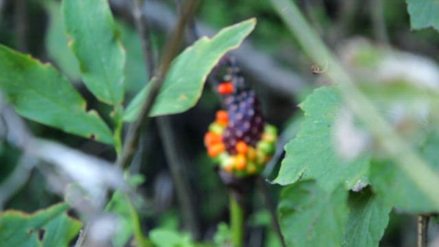 Colorful Wild Fruits Found in the Jungle