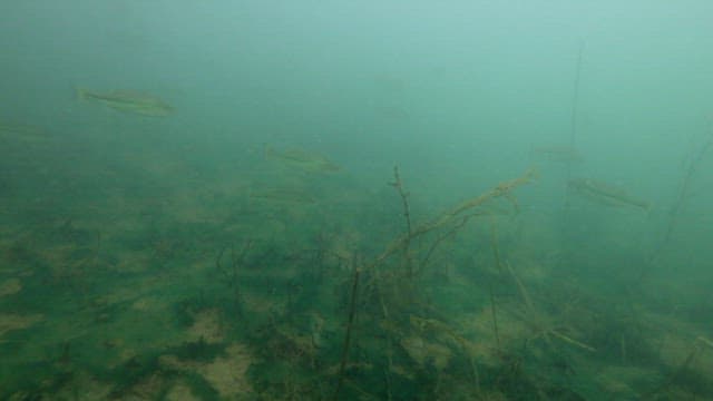 Underwater View of Fish Swimming Amongst Aquatic Plants