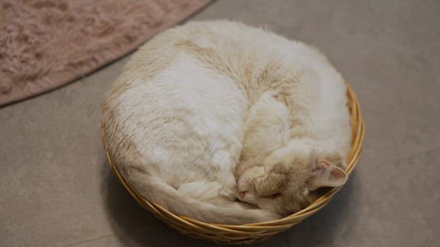 Cat comfortably curled up in a small basket
