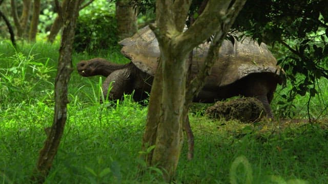 Giant Tortoise in a Lush Green Forest