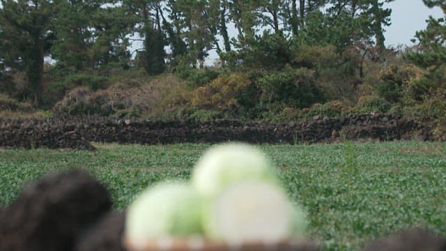 Fresh cabbages on a stone wall in the field