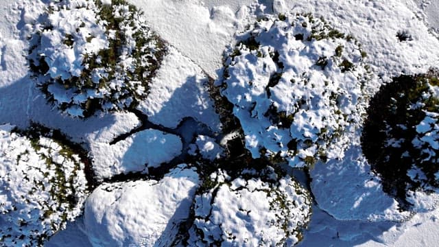 Snow-Covered Landscape with Trees