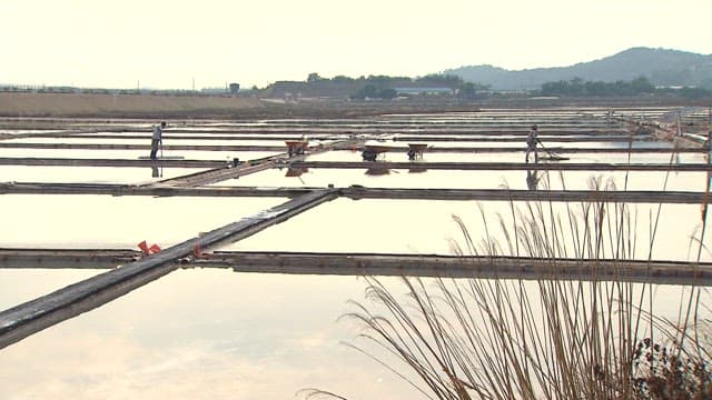 People working in salt pond