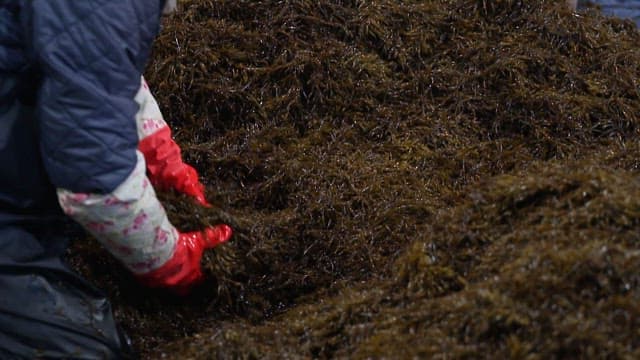 Sorting hijikia indoors with gloved hands